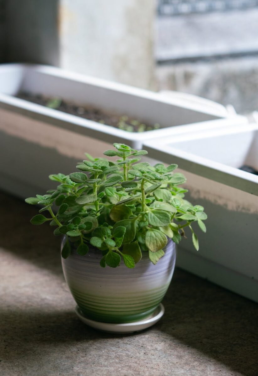 How to Revive Your Mint Plant: 5 Tips for Bringing It Back to Life photo of a green plant in a pot; How to Revive Your Mint Plant