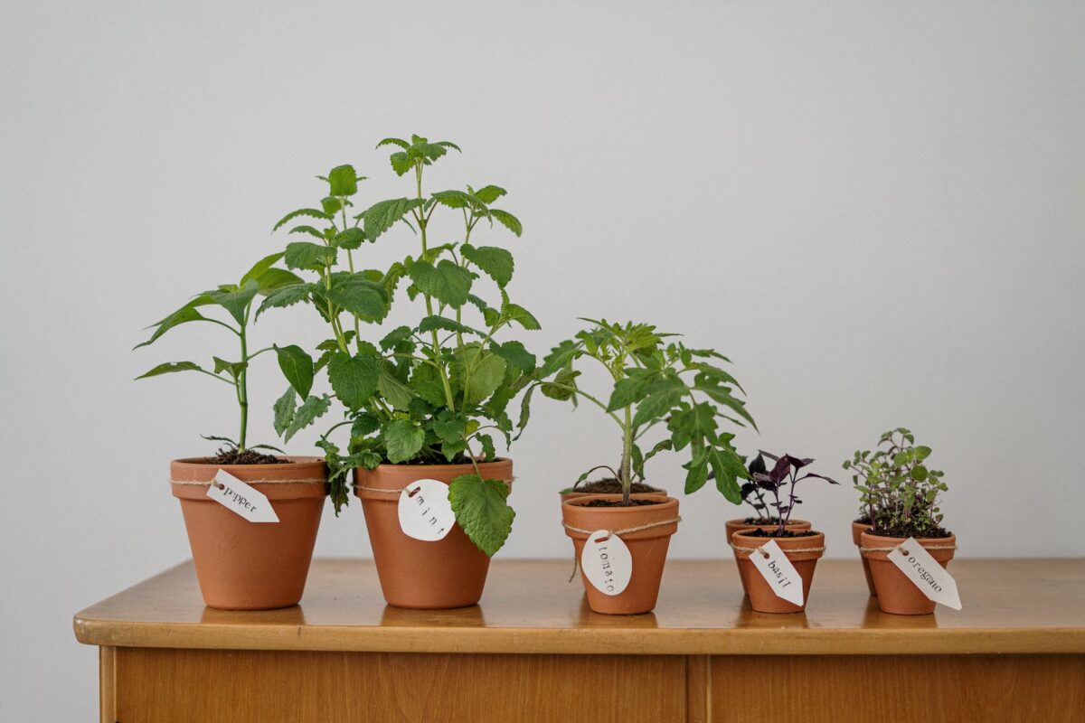How to Revive Your Mint Plant: 5 Tips for Bringing It Back to Life How to Revive Your Mint Plant?
