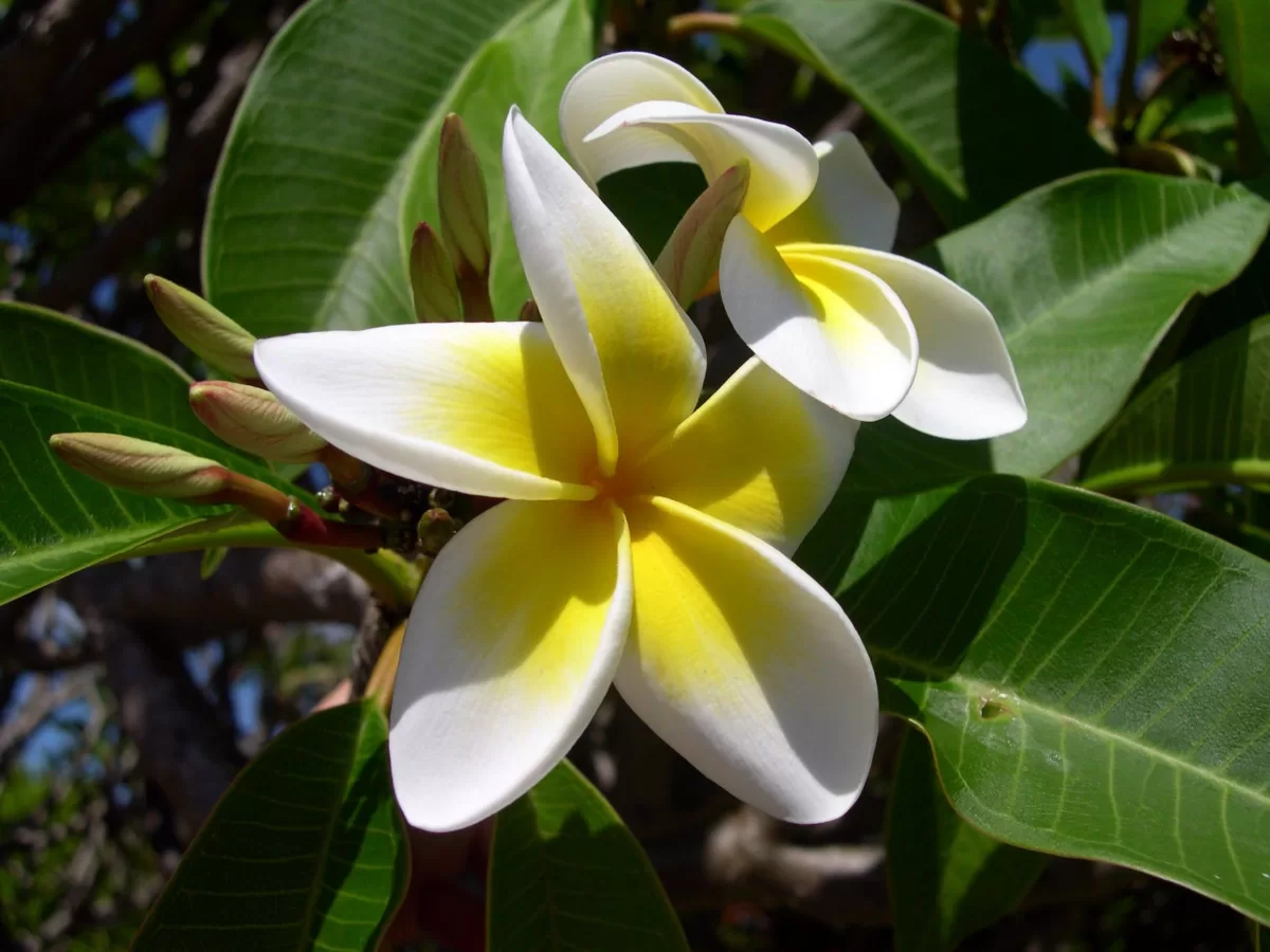 How to Plant Plumeria Seeds? Step-by-Step Instructions white yellow plumeria flower in bloom during day time