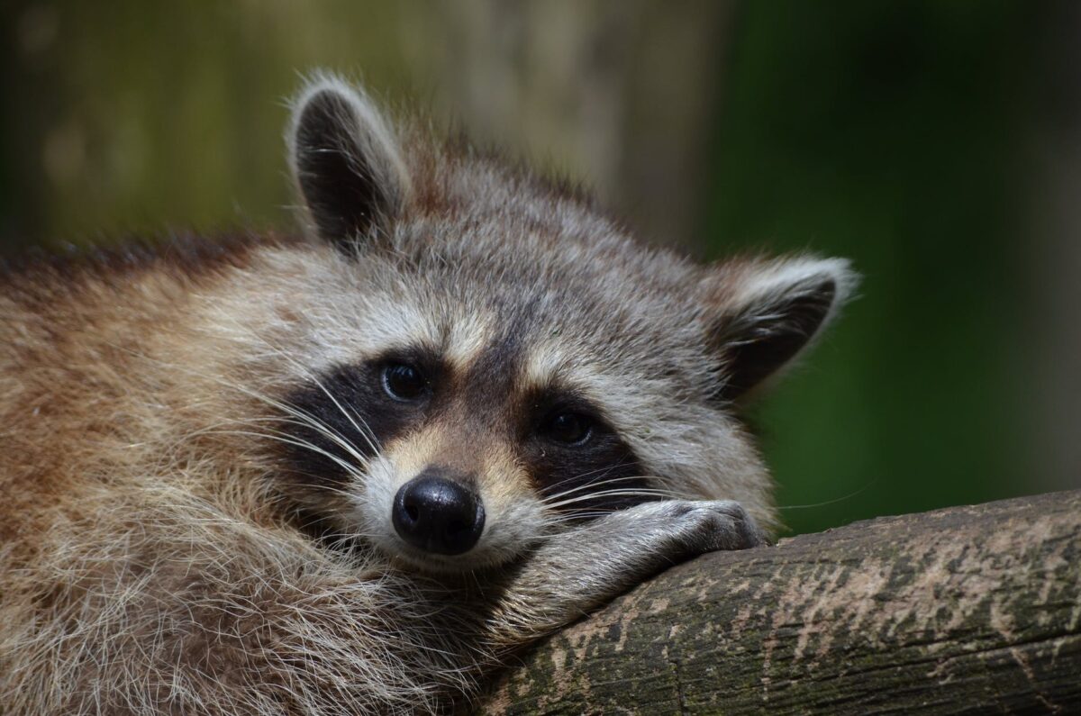 Can Raccoons Climb Trees?