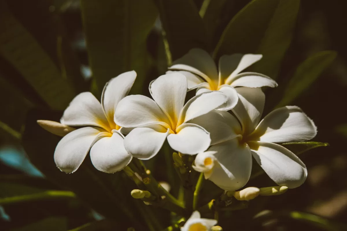 How to Plant Plumeria Seeds? Step-by-Step Instructions white and yellow plumeria flowers