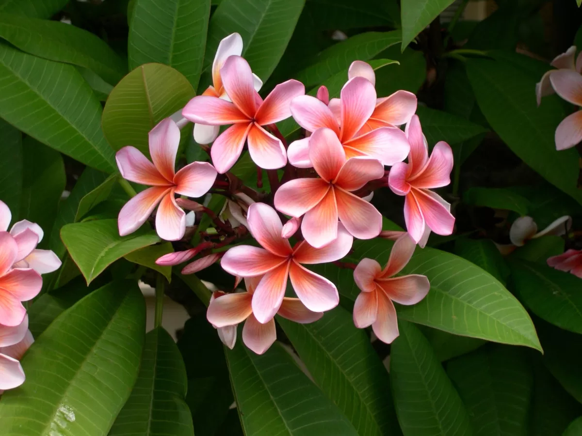 How to Plant Plumeria Seeds? Step-by-Step Instructions pink flowers and green leaves