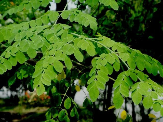 How Long Does It Take for Moringa to Start Working? How Long Does It Take for Moringa to Start Working?