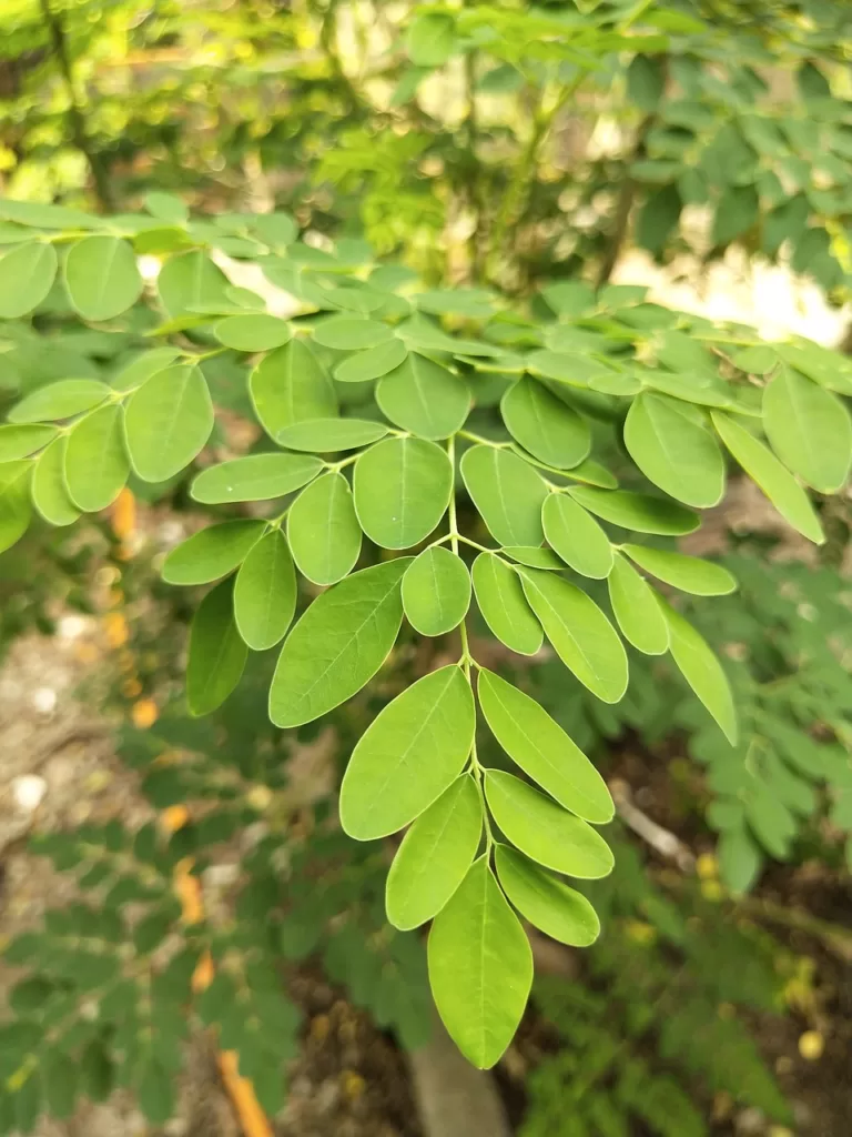 How Long Does It Take for Moringa to Start Working? How Long Does It Take for Moringa to Start Working?
