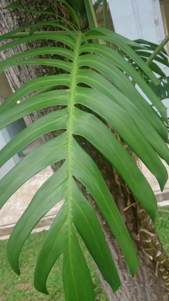 How to Grow Dragon Tail Plant