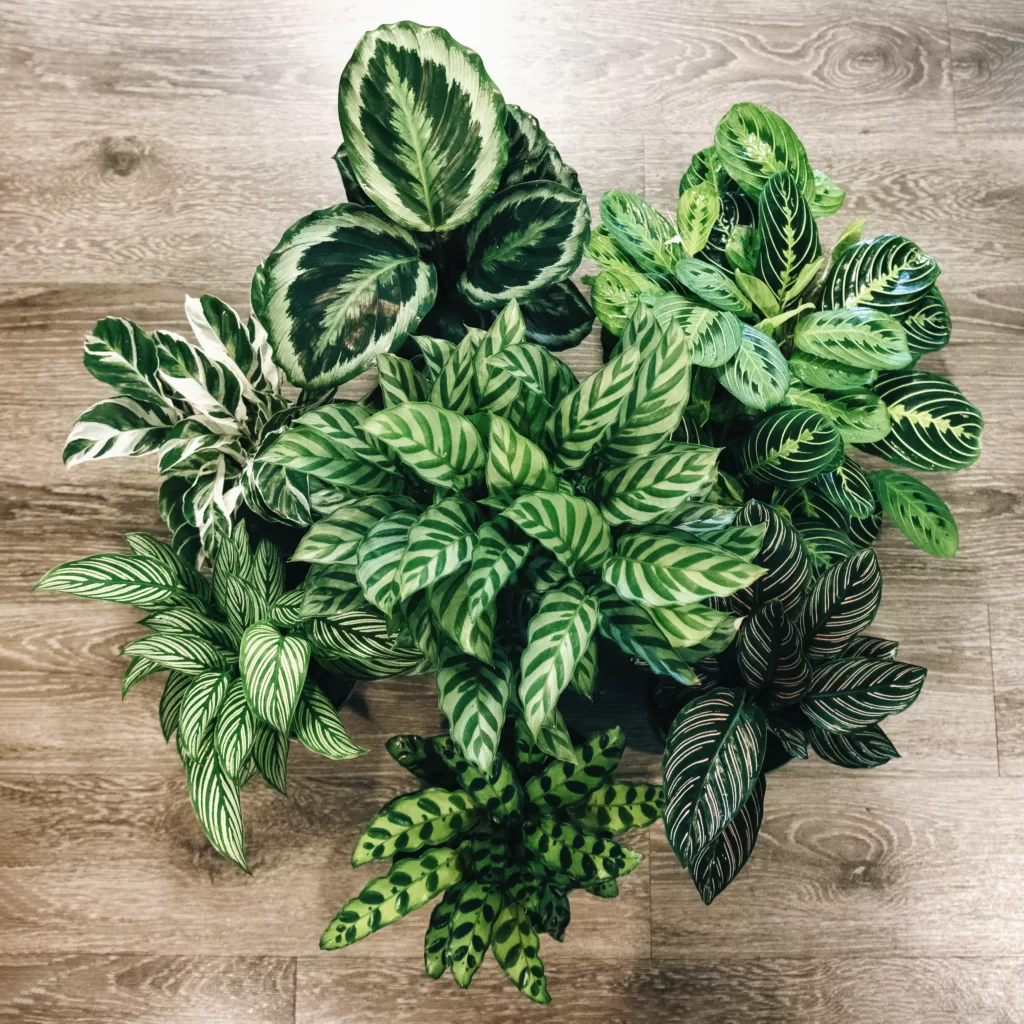 How to Grow and Care for a Lemon Lime Prayer Plant How to Grow and Care for a Lemon Lime Prayer Plant