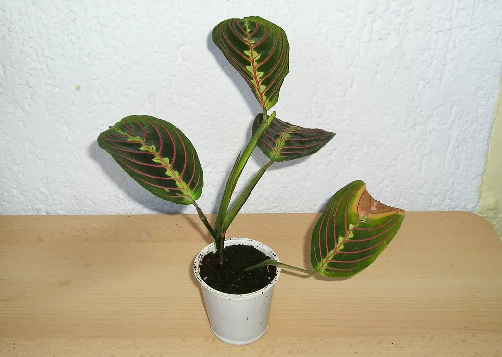 How to Grow and Care for a Lemon Lime Prayer Plant How to Grow and Care for a Lemon Lime Prayer Plant