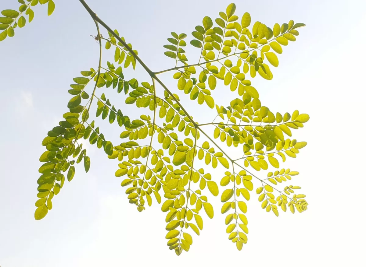 list of 300 diseases moringa cures