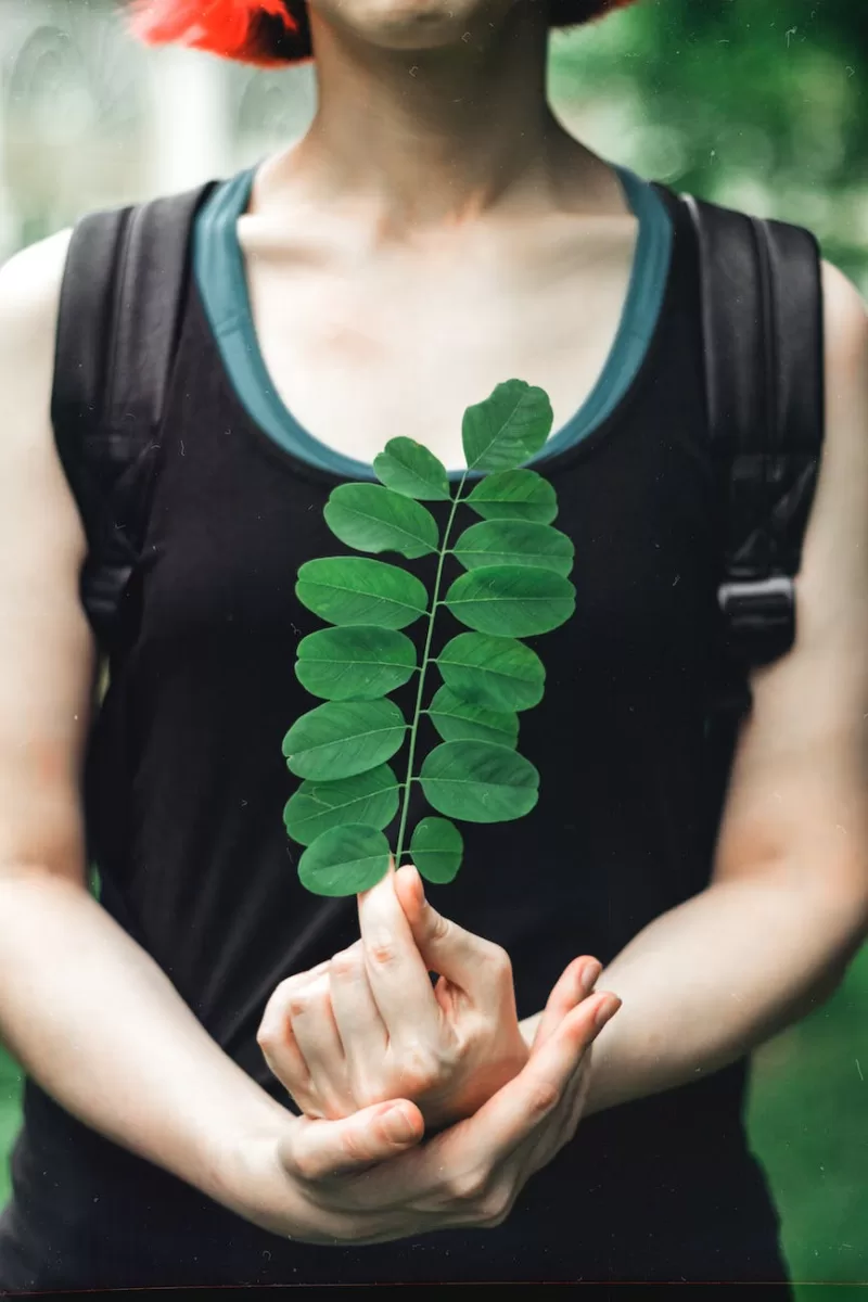 How Long Does It Take for Moringa to Start Working? person holding a stem with green leaves