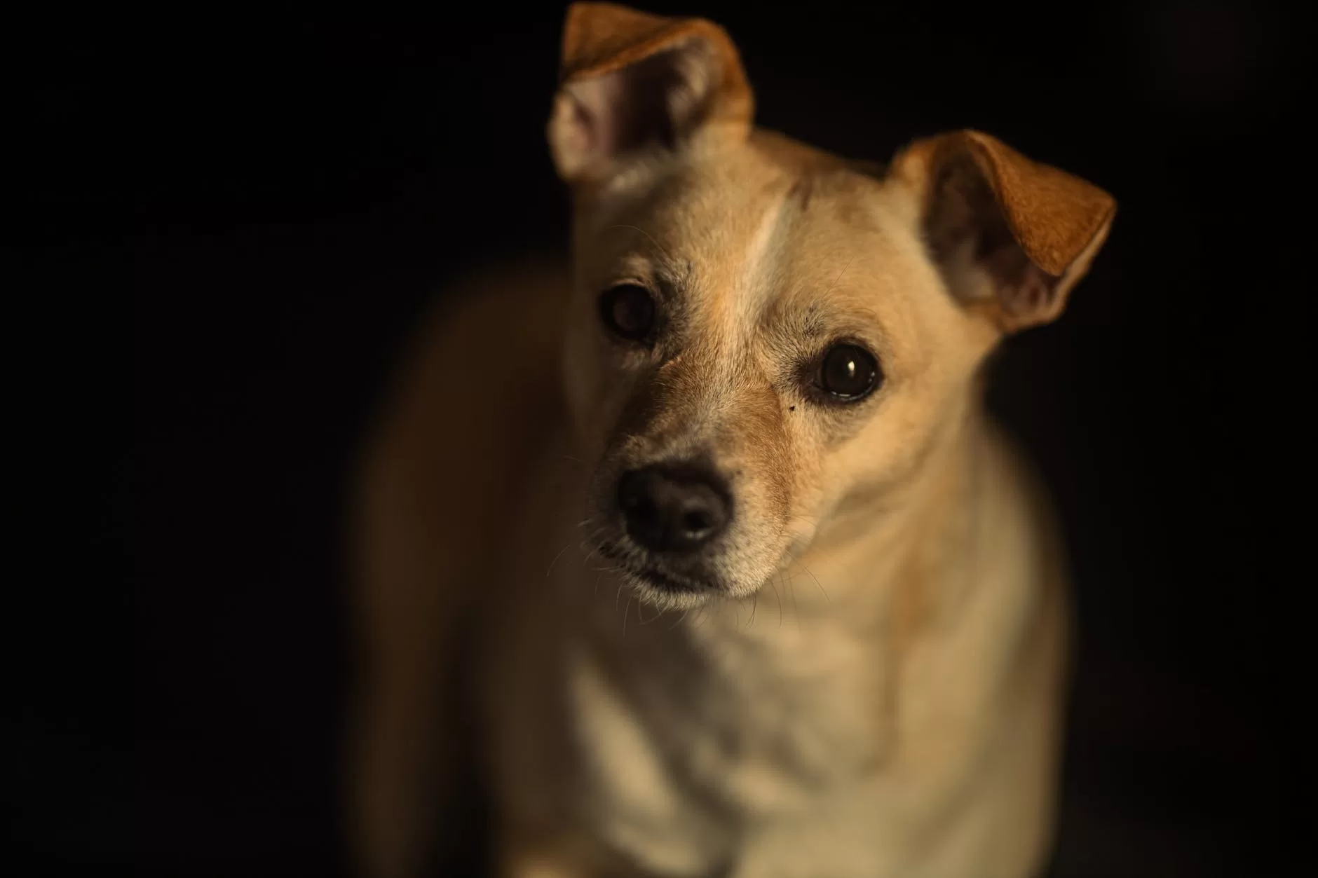 How can I Find The Best Dog Insurance