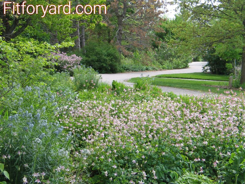 Front Yard Landscaping with Native Plants
