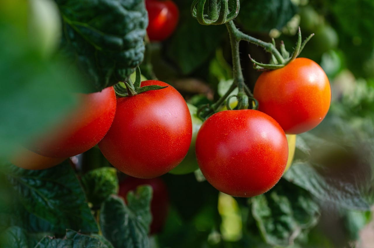 Tomaten Plant: De Ultieme Gids voor Gezonde en Productieve Tomaten gbdc7ea6bTomaten Plant: De Ultieme Gids voor Gezonde en Productieve Tomaten17e7fdd1baff249fcb3263bc4aedec6bc53ad46a2b951c7c9448213a7e00c48ccfa90b521bef132aa4877f8003bd8e22db4ef729001adf820dae335b 1280 5566741