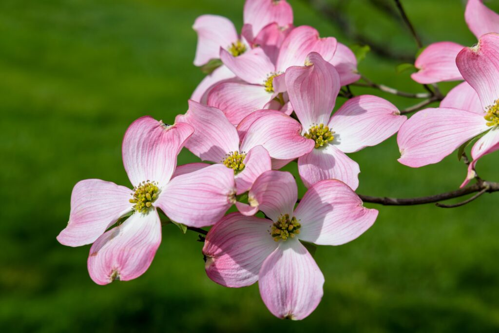 Vibrant close-up of blooming pink dogwood flowers against lush green background. Flowering Dogwoods