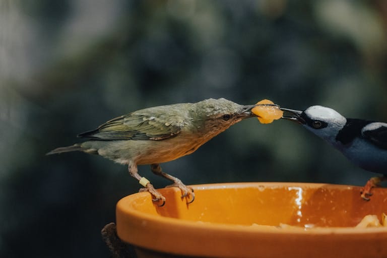 Can Birds Eat Hamster Food? Exploring the Nutritional Compatibility of Avian and Rodent Diets