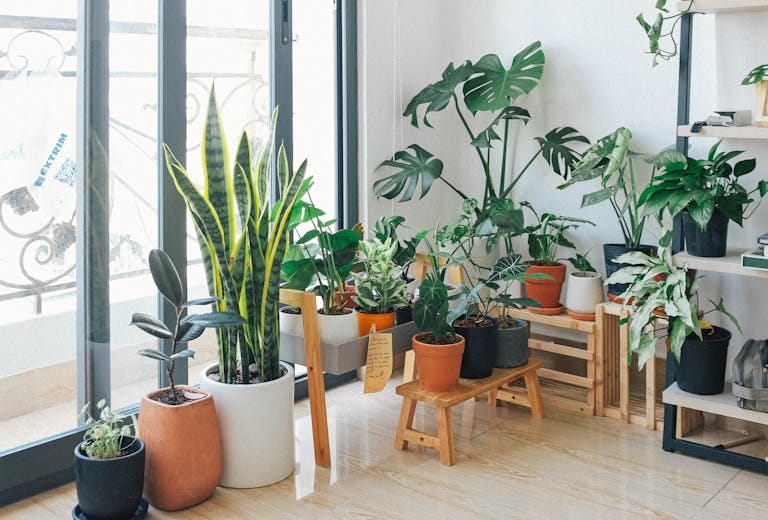 Here are seven proven advantages of having indoor plants Here are seven proven advantages of having indoor plants