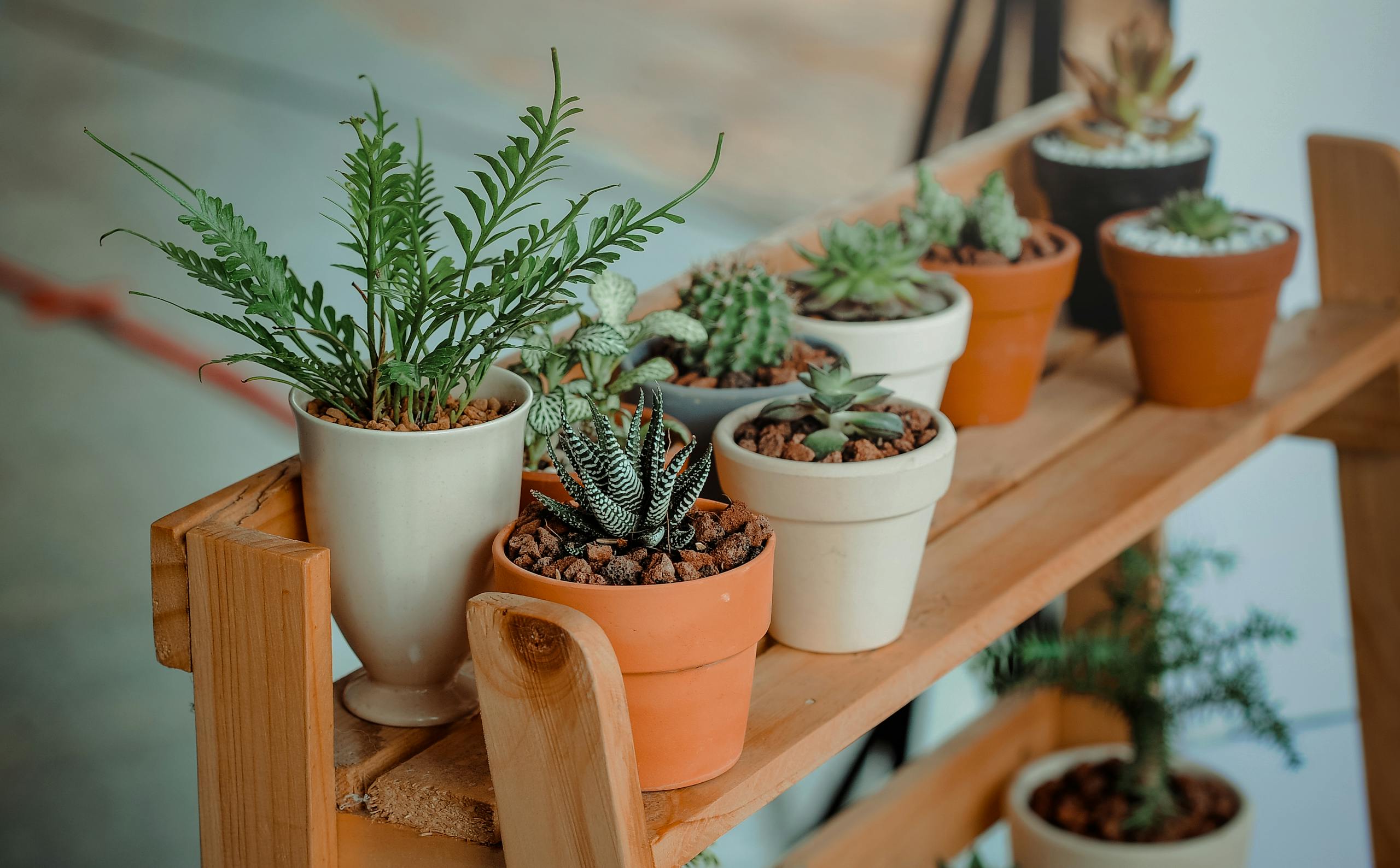 Never Buy 11 Plants at the Home Garden Center: A Guide to Smart Gardening