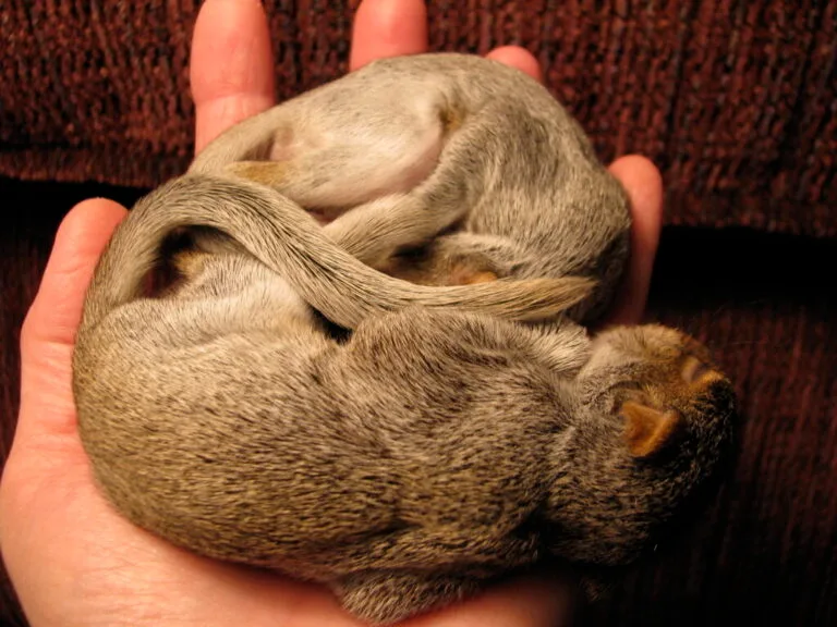 When Do Squirrels Have Babies? Breeding Season for Squirrels
