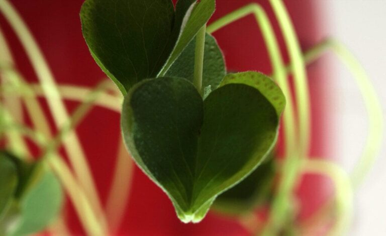 11 Beautiful Trees With Heart Shaped Leaves