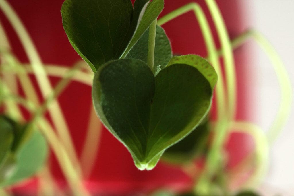 11 Beautiful Trees With Heart Shaped Leaves