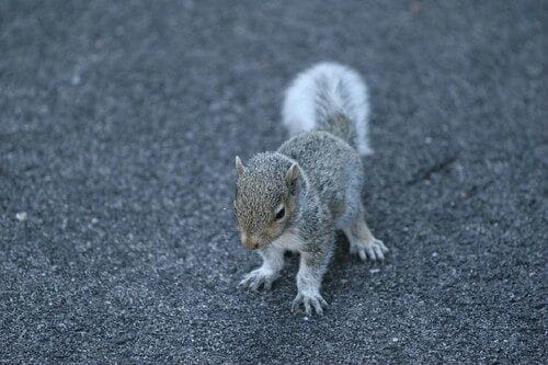 Do squirrels stay in the same place?