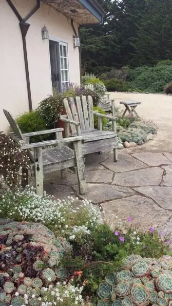 Drought-Resistant Plants: Small Yard Gardens’ Saving Grace