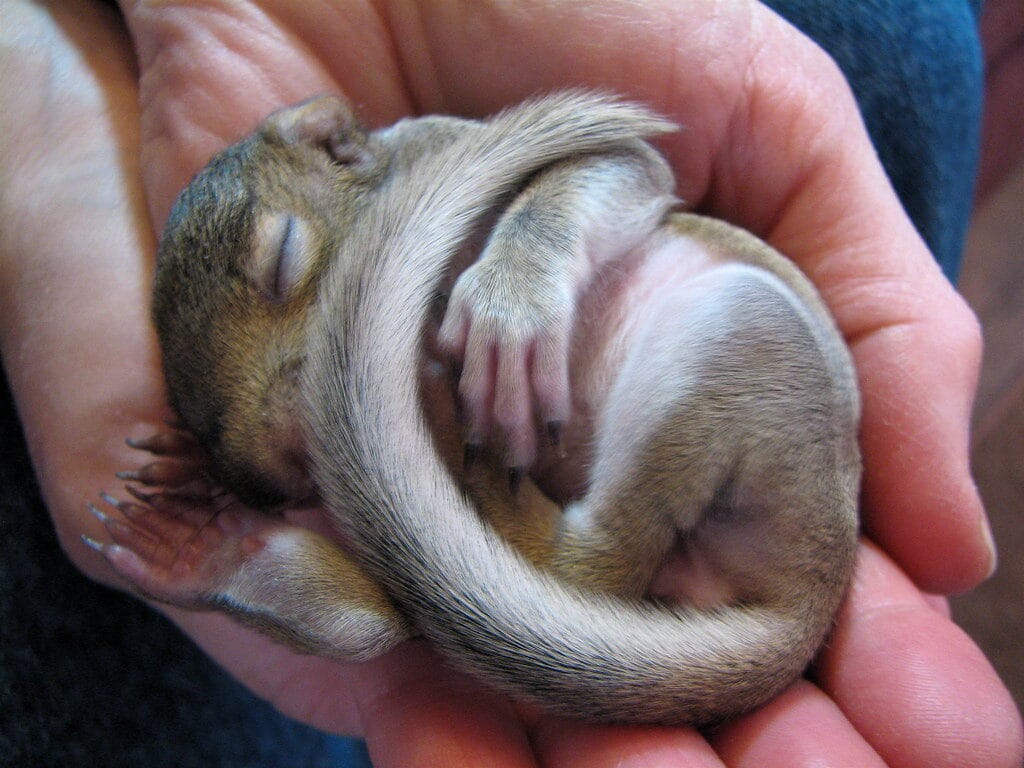How much do baby squirrels sleep? How many Hours of Sleep Per Day?