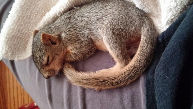 Where Do Squirrels Sleep? Do squirrels come out at night? Where Do Squirrels Sleep? Do squirrels come out at night?