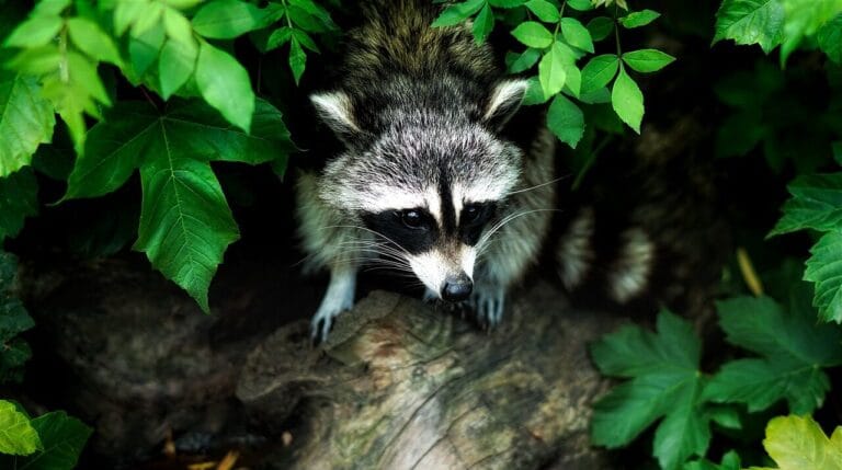 Can Raccoons Climb Trees? A Look At The Facts Can Raccoons Climb Trees? A Look At The Facts