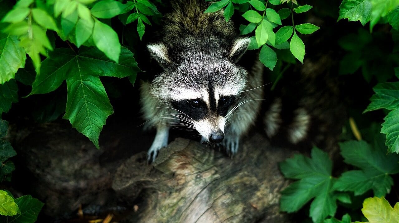 Can Raccoons Climb Trees? A Look At The Facts