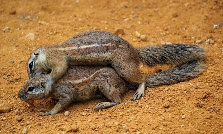 The squirrels mate life pregnant and Birthing Seasons