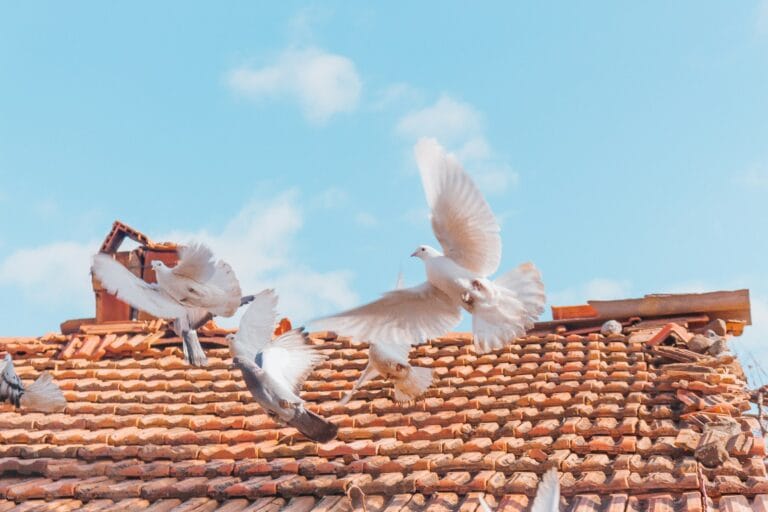 The Dos and Don’ts of Encouraging Birds to Nest in Your Roof Eaves