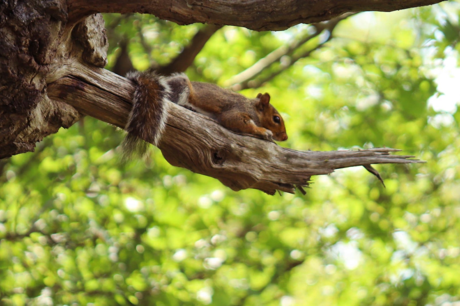 Do squirrels sleep with their eyes open?