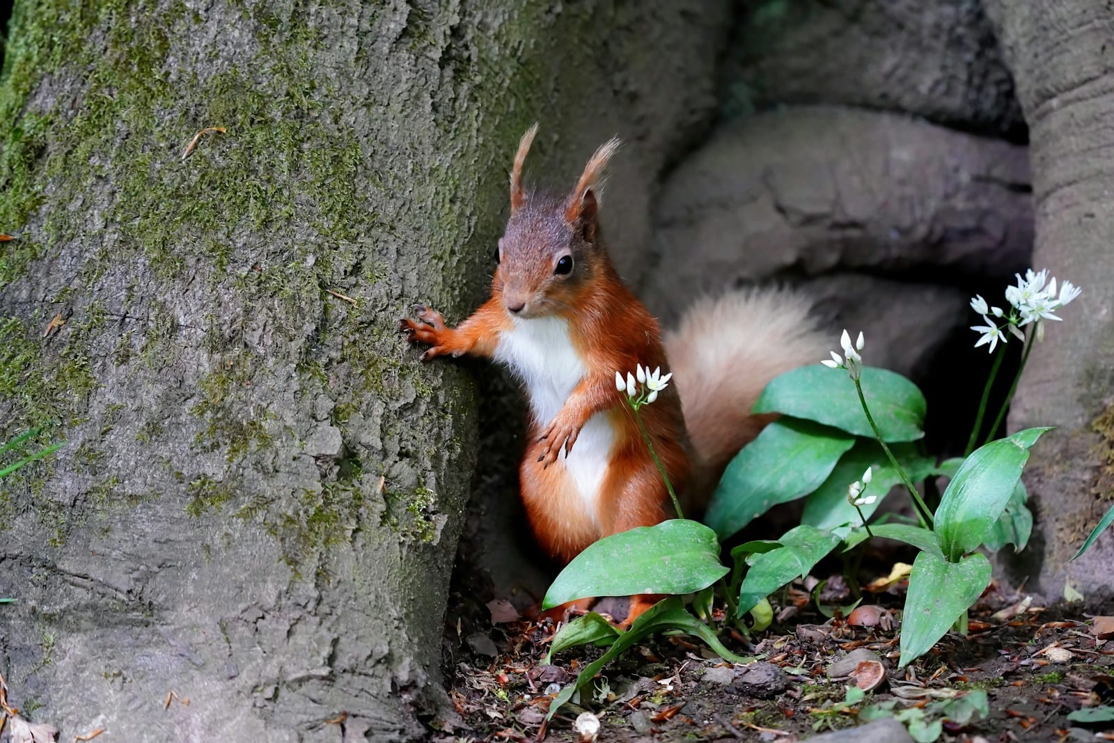 Do squirrels live underground? Facts, Habits, and Behavior