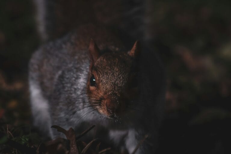 Can Squirrels see in the dark? Can Squirrels see in the dark?