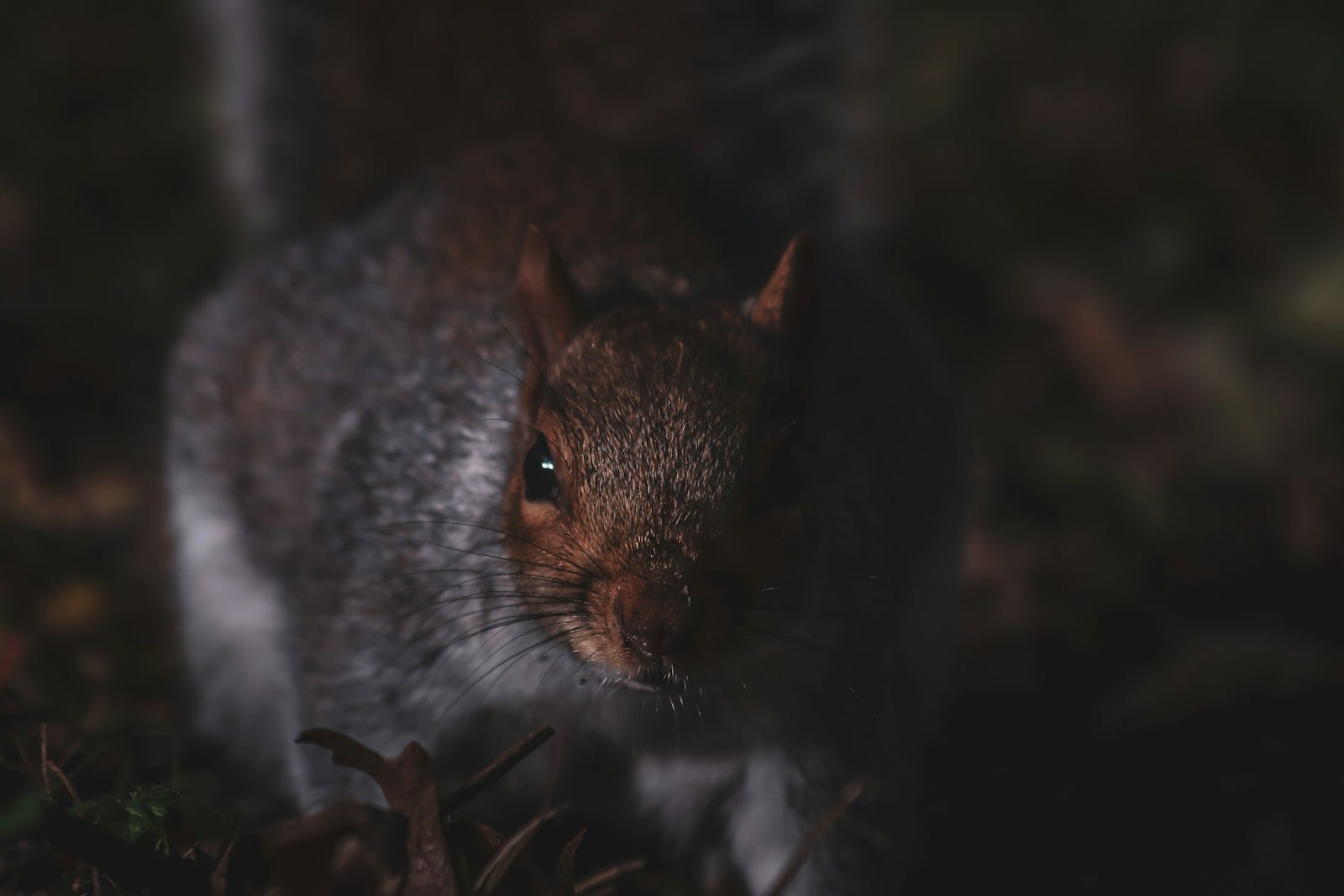 Can Squirrels see in the dark? Can Squirrels see in the dark?