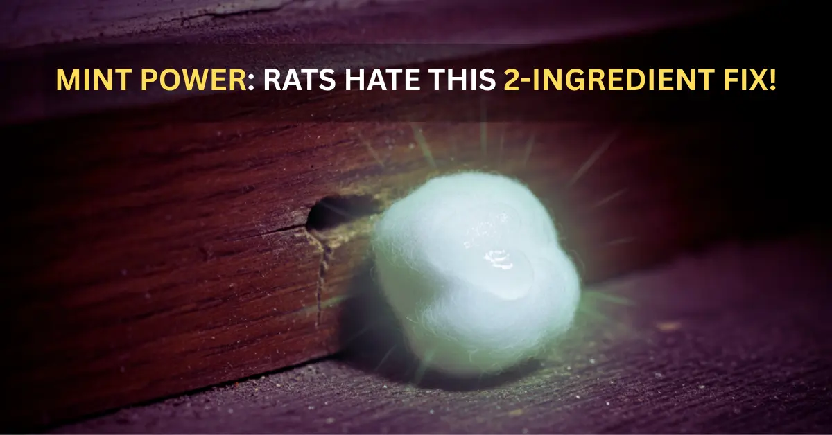 Skip The Sprays! The 2-Ingredient Kitchen Fix That Repels Rats Instantly. MINT POWER: RATS HATE THIS 2-INGREDIENT FIX!