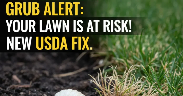 Why Homeowners Are Terrified of Grubs: The New USDA-Approved Treatment Why Homeowners Are Terrified of Grubs The New USDA-Approved Treatment