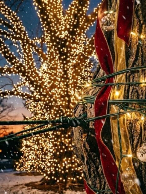 Stop Killing Your Trees with Christmas Lights! (3 Mistakes to Avoid)