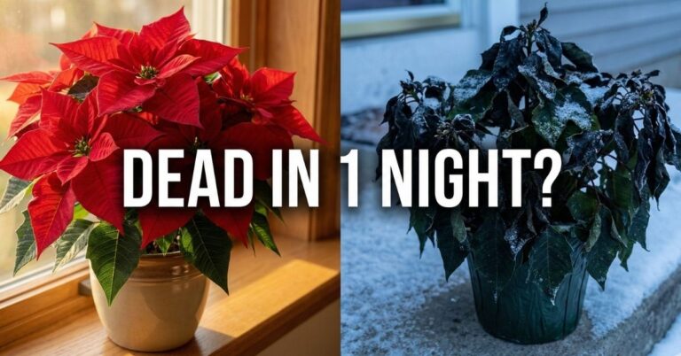 Why Your Outdoor Poinsettias Die Instantly (The Simple Winter Mistake) Description: Stop killing your holiday budget. Here is the one temperature rule that determines if your poinsettias live or turn to mush on the porch. Poinsettia Care, Winter Gardening, Holiday Decor, Plant Tips, Frost Protection