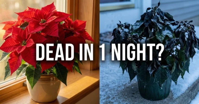 Why Your Outdoor Poinsettias Die Instantly (The Simple Winter Mistake) Description: Stop killing your holiday budget. Here is the one temperature rule that determines if your poinsettias live or turn to mush on the porch. Poinsettia Care, Winter Gardening, Holiday Decor, Plant Tips, Frost Protection