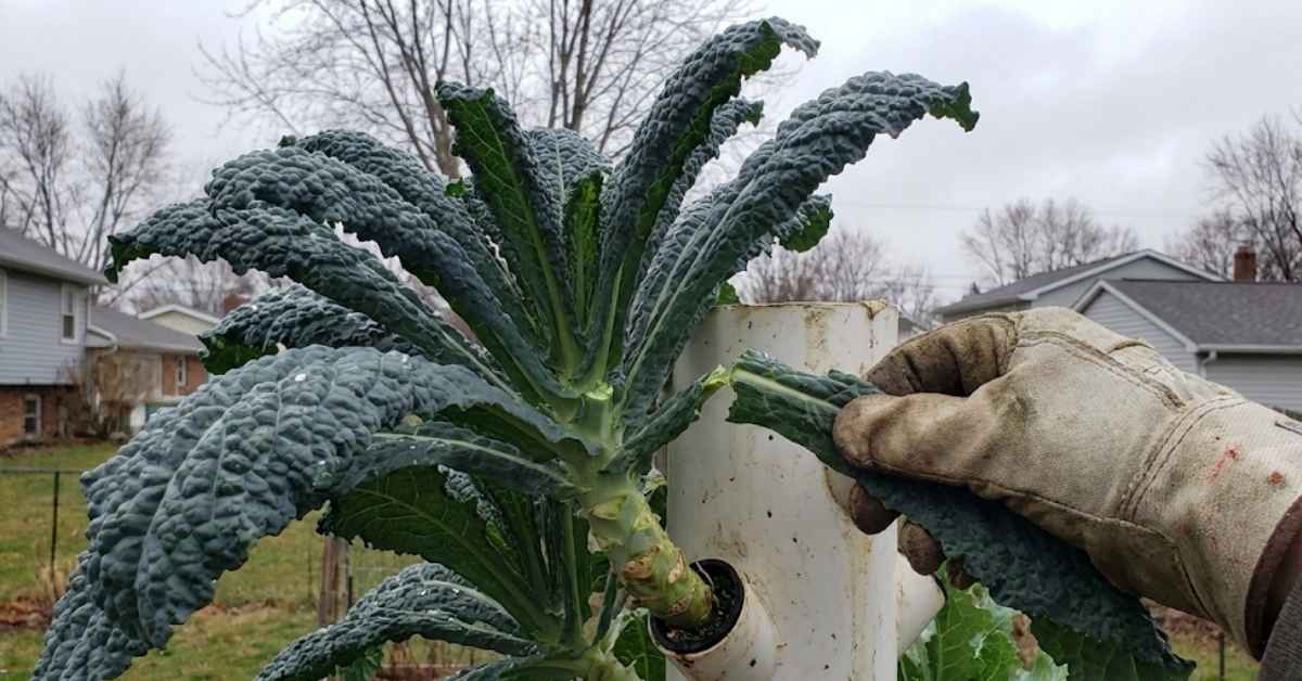 Stop Getting Robbed at the Grocery Store: The Best Plants for Hydroponic Tower Success Kale plant in vertical hydroponic system