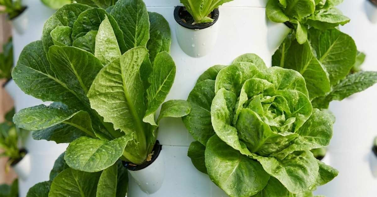 The Hydroponic Tower Bible: Build, Buy, and Grow Your Way to Food Freedom