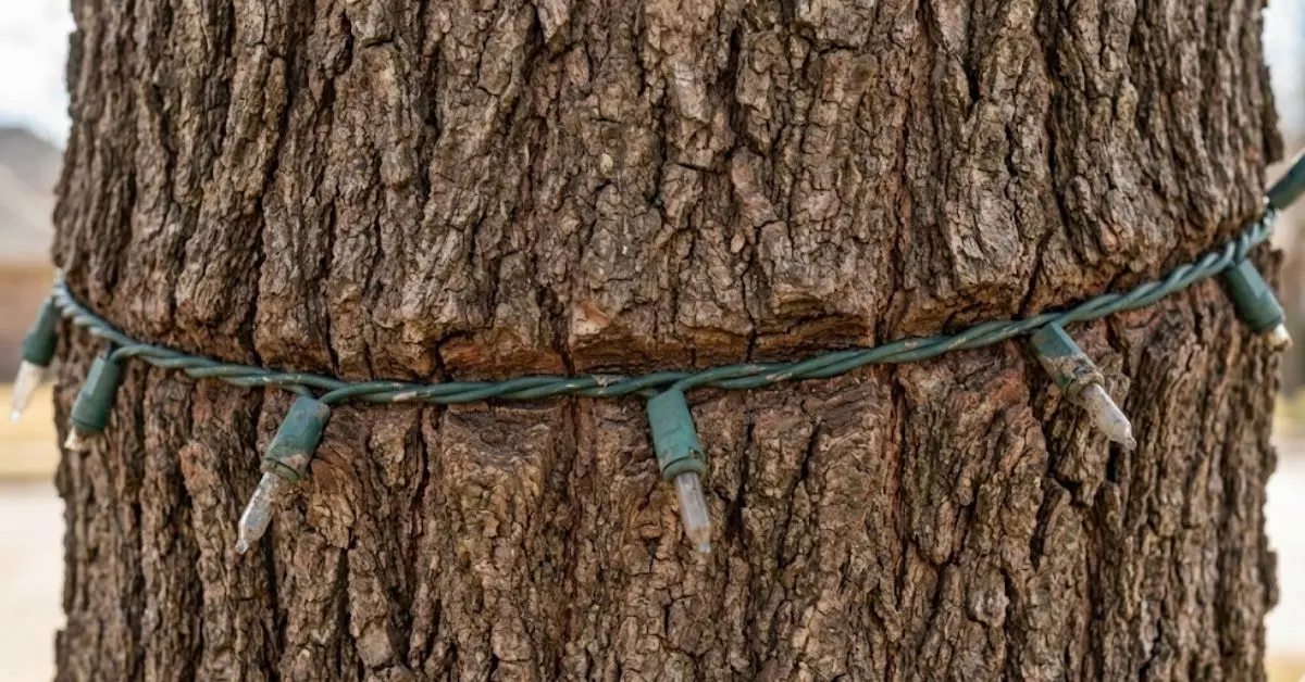 Your Tree Looks Messy: The Viral "Tight-Wrap" Trick That Fixes It