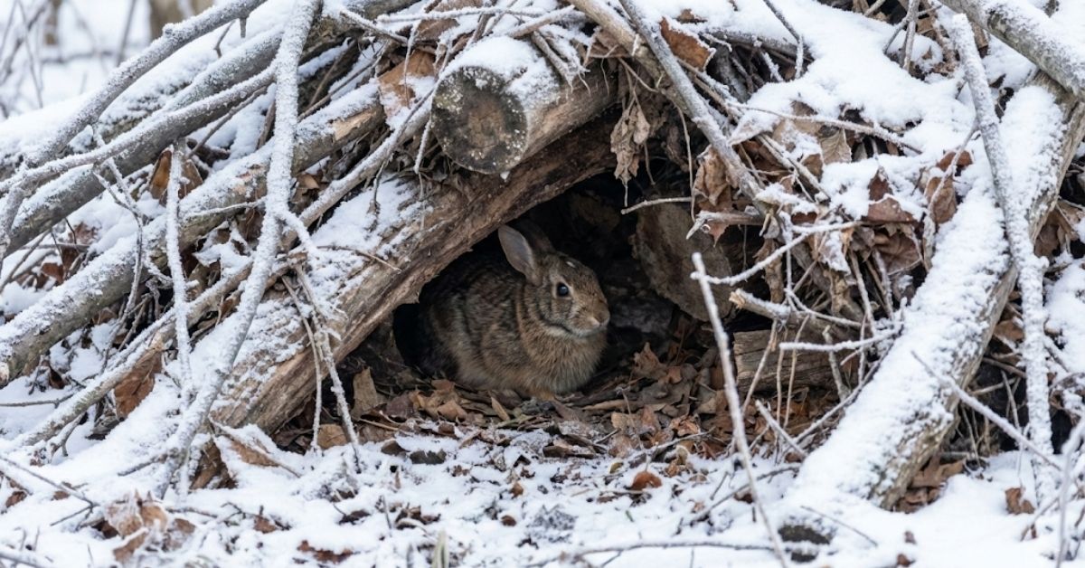Your Clean Yard is a Death Trap: Build This "Ugly" Winter Bunker Instead Your Clean Yard is a Death Trap: Build This "Ugly" Winter Bunker Instead