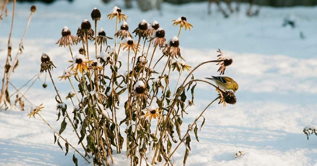 Your Clean Yard is a Death Trap: Build This "Ugly" Winter Bunker Instead Your Clean Yard is a Death Trap: Build This "Ugly" Winter Bunker Instead