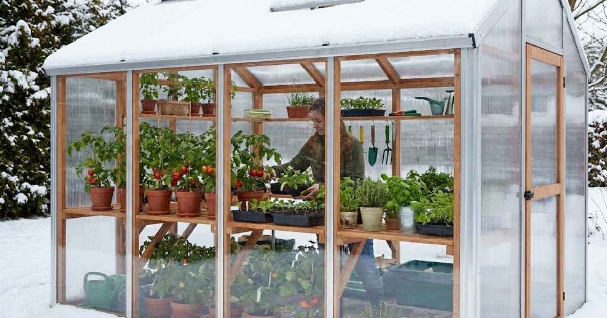 Backyard greenhouse made of polycarbonate panels for year-round vegetable and garden plant growth.