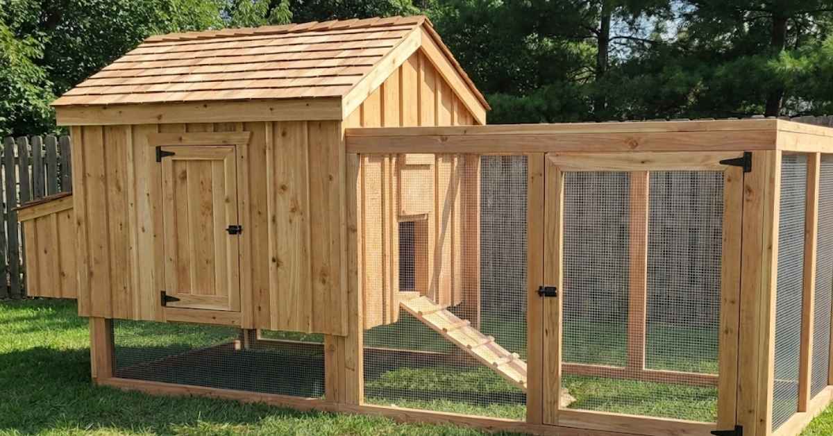 Building a backyard chicken coop with a shingle roof and an enclosed wire run for protection.