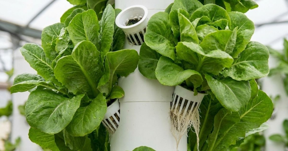 Stop Getting Robbed at the Grocery Store: The Best Plants for Hydroponic Tower Success Lettuce growing in a hydroponic tower