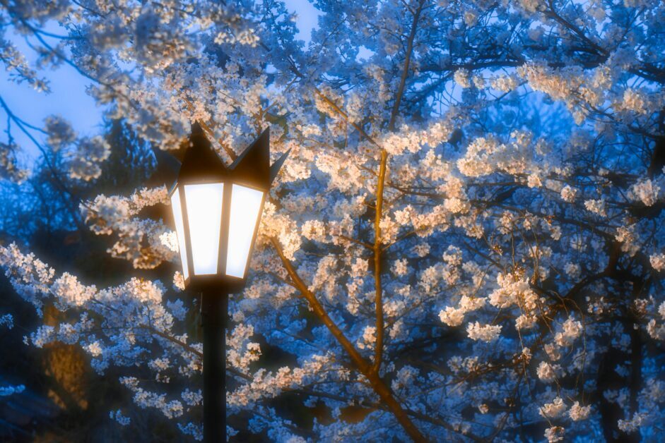 Backyard lighting options