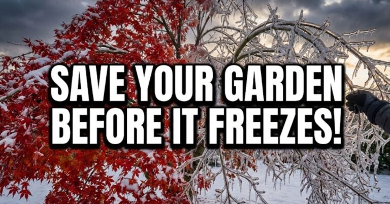 Your Sprinklers Are About to Explode: How to Prevent Frozen Pipes in Your Garden Sprinkler System (Winter Guide)